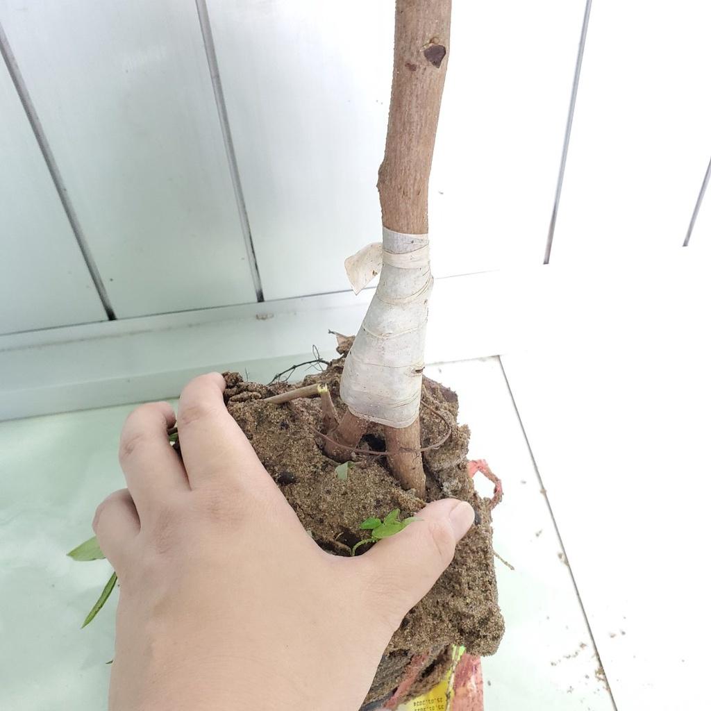 Cây Giống Nhãn Xuồng Cơm Vàng__Ghép chui cành, cao 80-100cm trồng chậu được nhanh cho trái