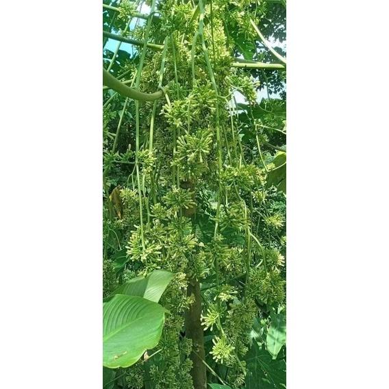 Cây Giống Đu Đủ Đực cấy mô