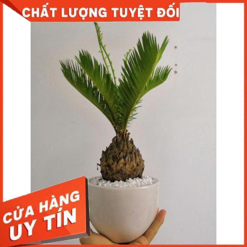 Chậu cây vạn tuế Nhiều Người Mua
