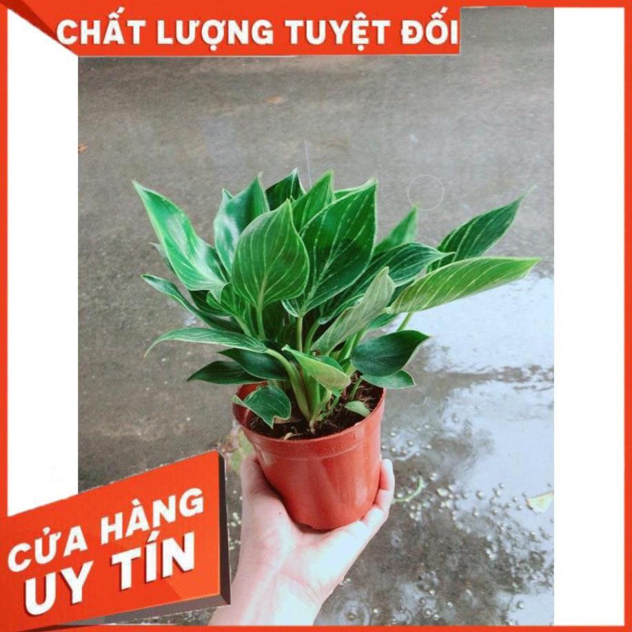 Cây Trầu Bà Cẩm Thạch Hay Trầu Bà Kim Cương Hoặc PHILODENDRON BIRKIN