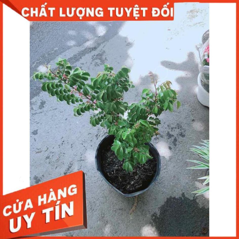 Cây Khế Cho Nhiều Trái Nhiều Người Mua