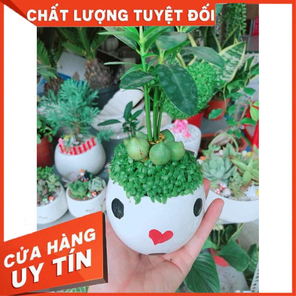 Chậu cây may mắn Nhiều Người Mua