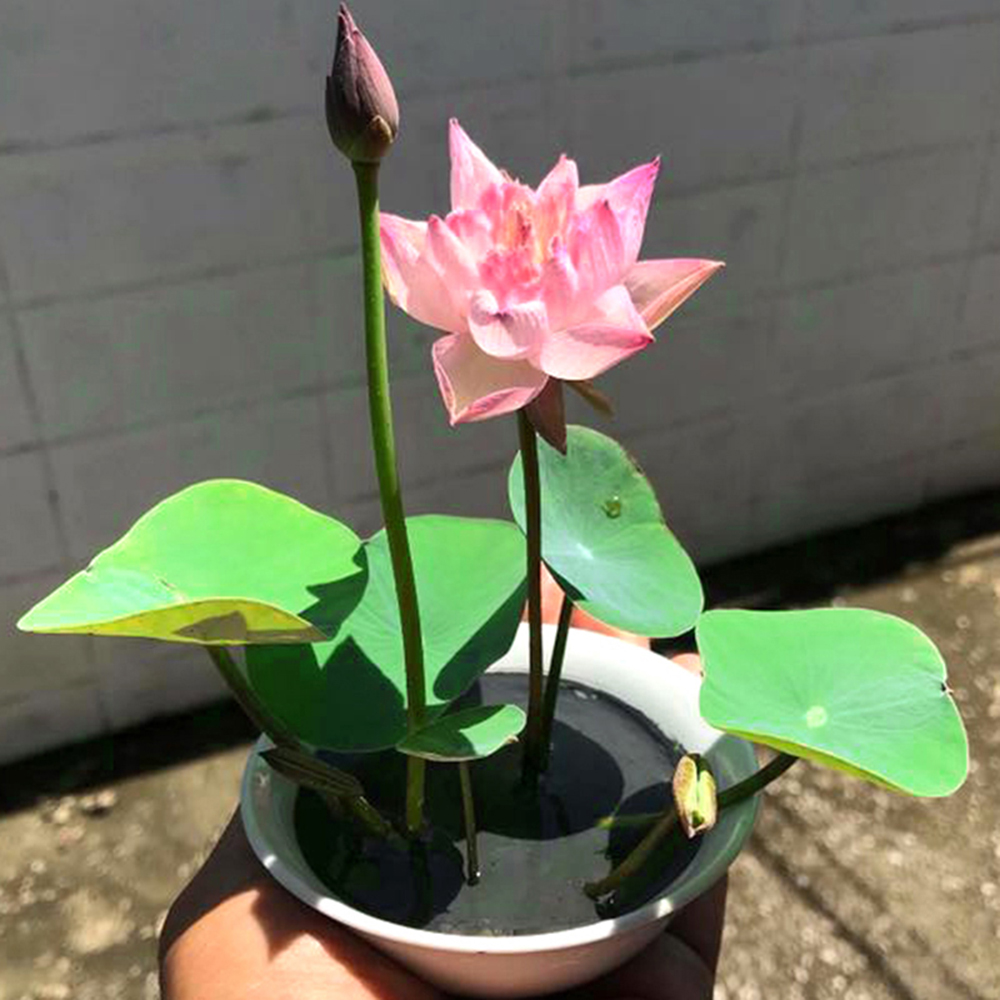 Combo 10 Hạt Giống Hoa Sen Nhật Mini Mix Nhiều Màu - RH009