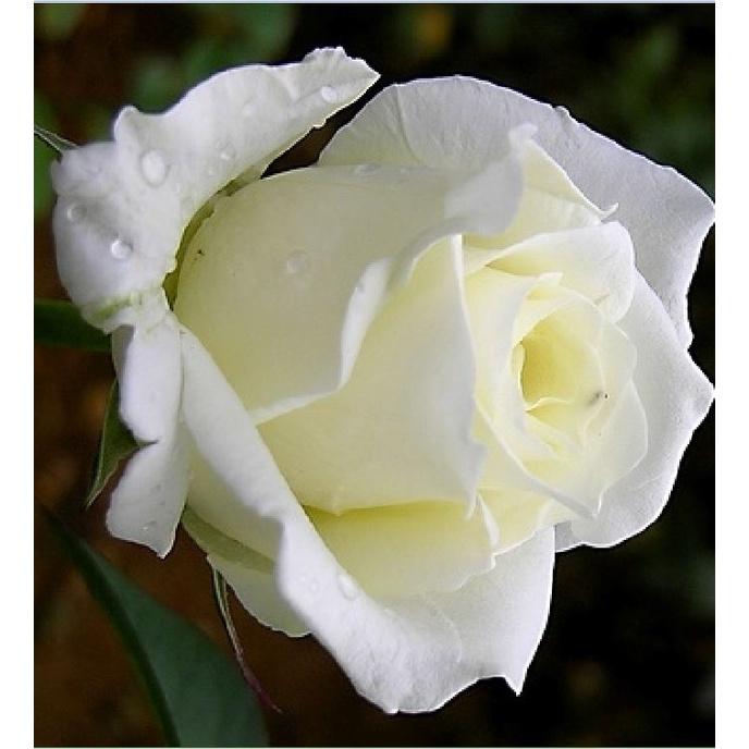 Combo 3 gói hạt giống hoa hồng trắng -gói 10 hạt-tặng kèm gói kích mầm