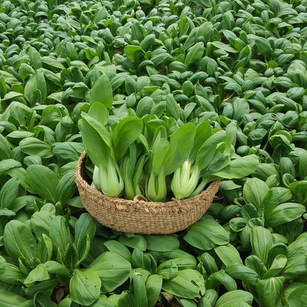 Hạt giống Rau Cải thìa F1 - Nảy mầm cao Titapha