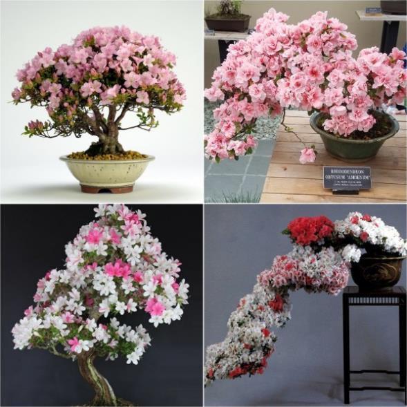 COMBO 10 CÂY GIỐNG HOA ĐỖ QUYÊN NHẬT BẢN ĐỦ MÀU