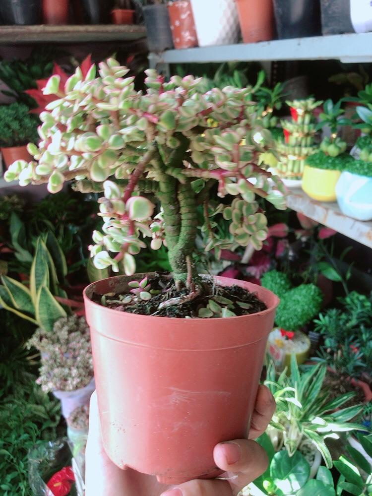 Cành Vàng Lá Ngọc Thân Cổ Thụ
