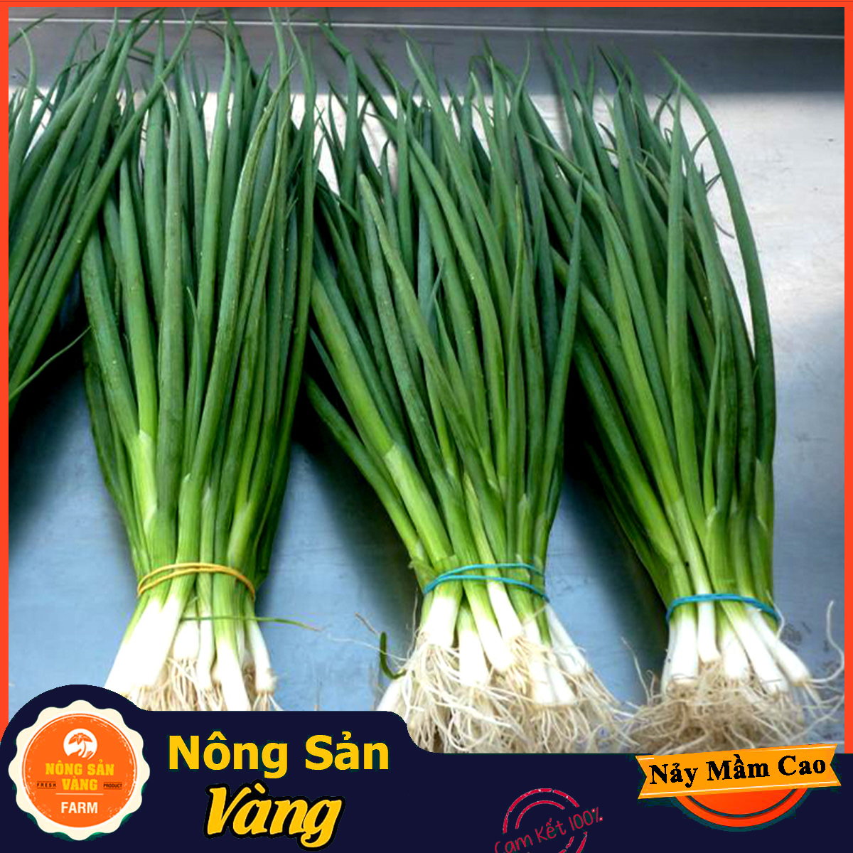 Hạt giống Hành Lá ( Gói 1 Gram ) - Nông Sản Vàng