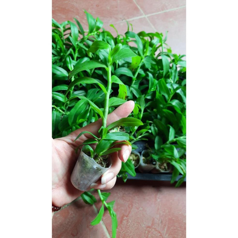 Hoa phong lan 5 cánh trắng cấy mô