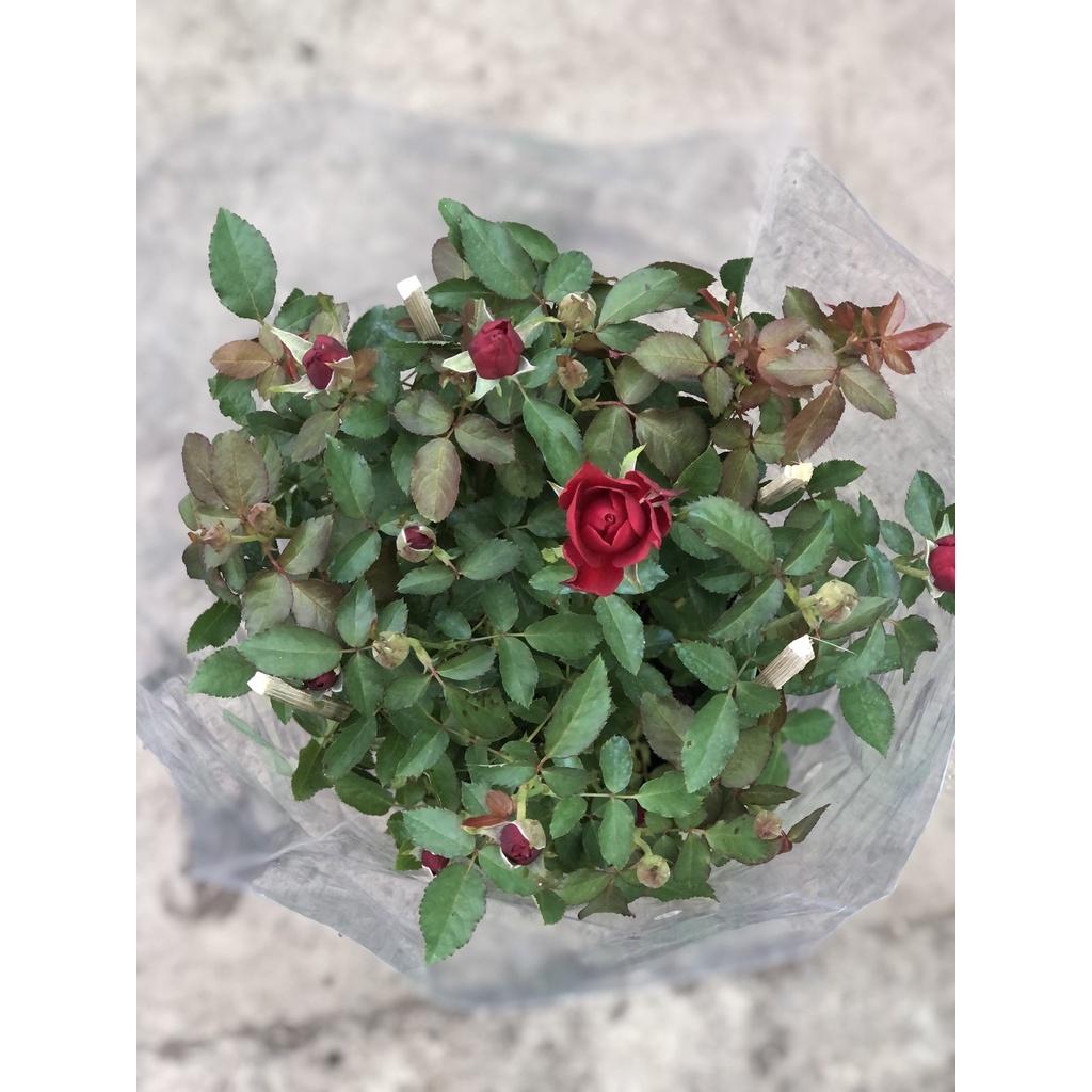 Chậu hoa hồng nhung Ấn Độ cao trồng nơi có nắng
