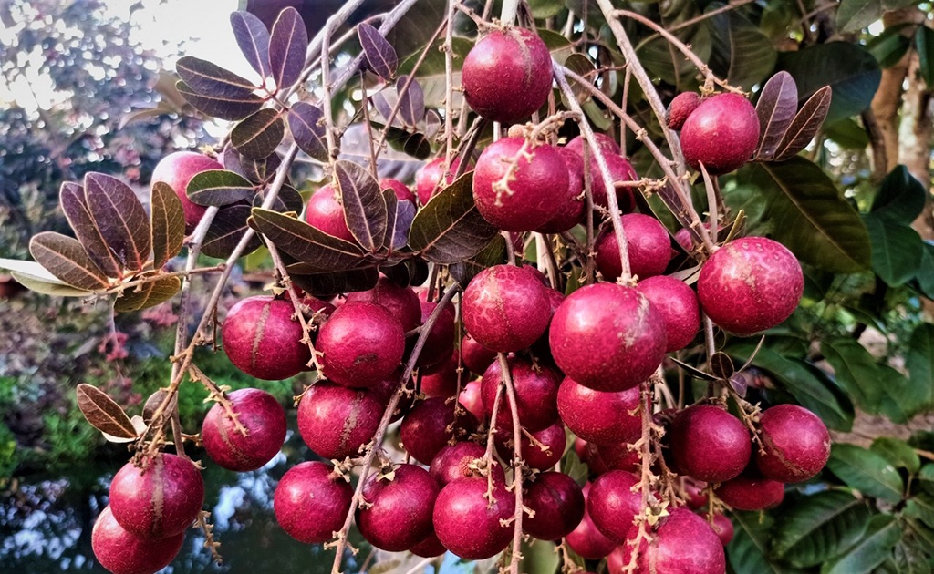 Cây Nhãn Tím Sóc Trăng Ghép Chuẩn