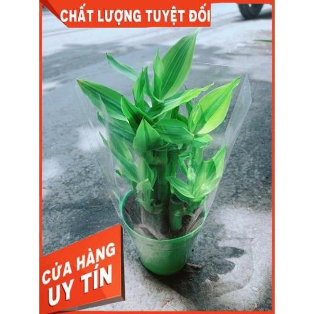 Chậu Trúc Phát Tài