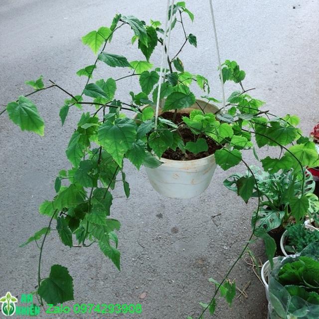 Chậu Cây Lồng Đèn