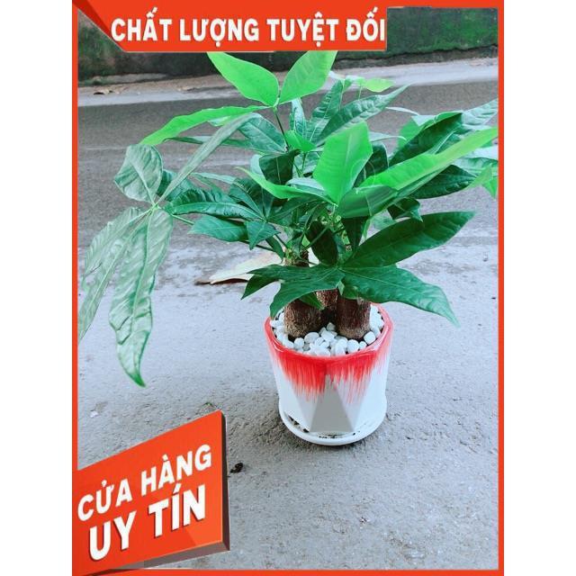 Chậu Kim Ngân 3 Thân Lớn