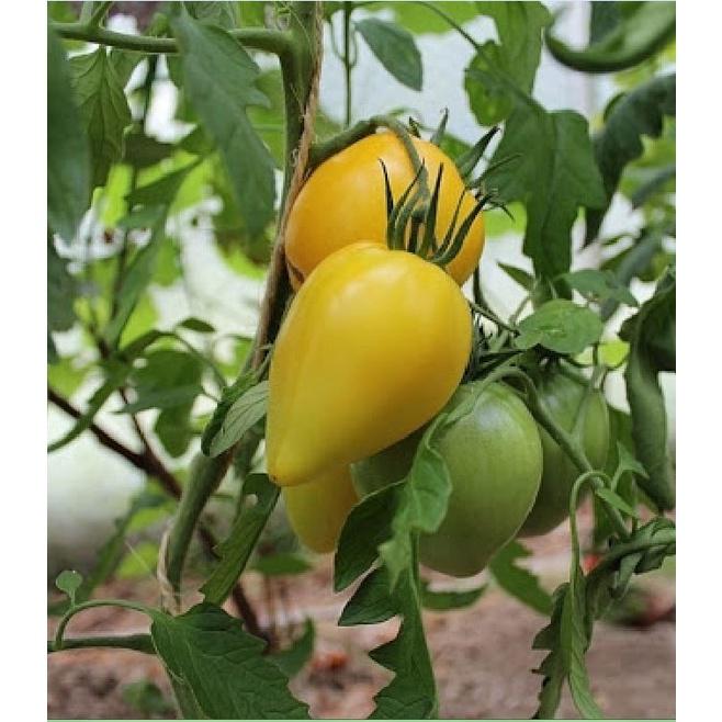 Hạt Giống Cà Chua Trái Tim Vàng CT259 - Gói 20 hạt