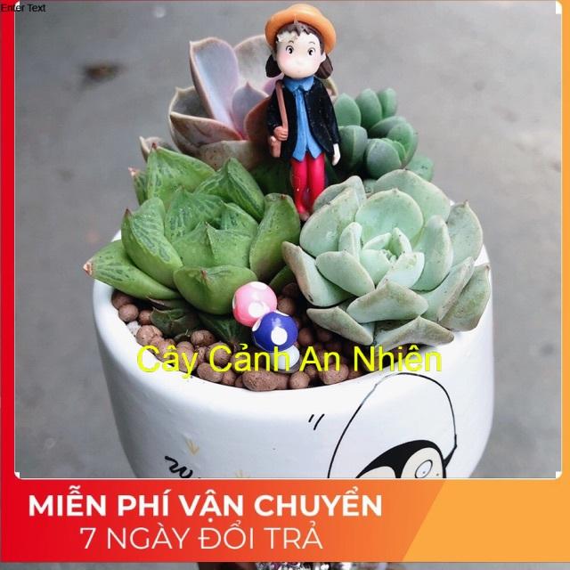 Chậu sen đá tiểu cảnh