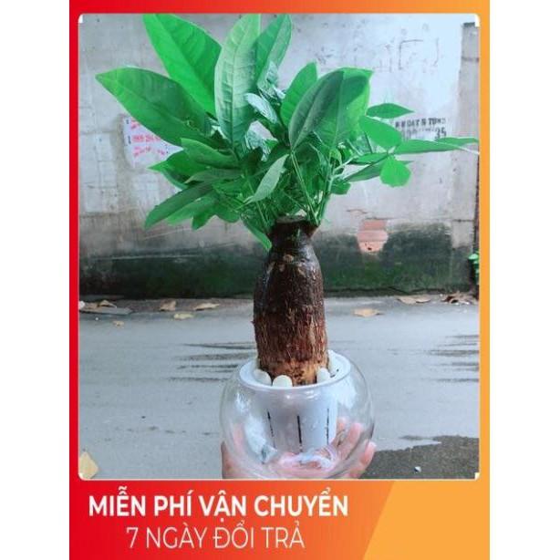 Chậu Kim Ngân Trồng Thuỷ Sinh