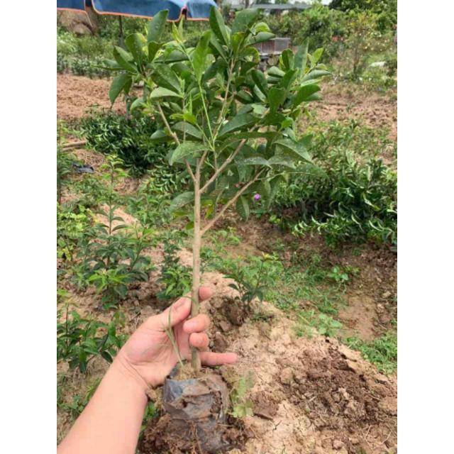 Sản phẩm HOA NHÀI NHẬT