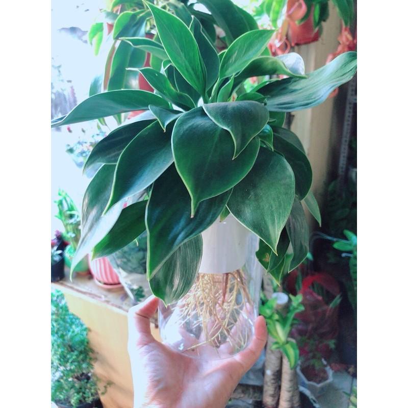 Chậu Trầu Bà Đế Vương Thuỷ Sinh