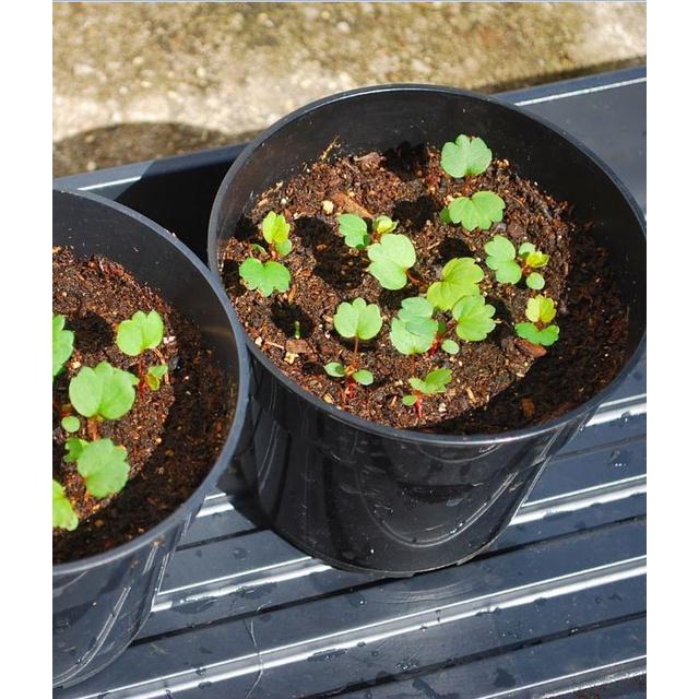 Hạt giống dâu tây trắng chịu nhiệt - 1 gói 100 hạt
