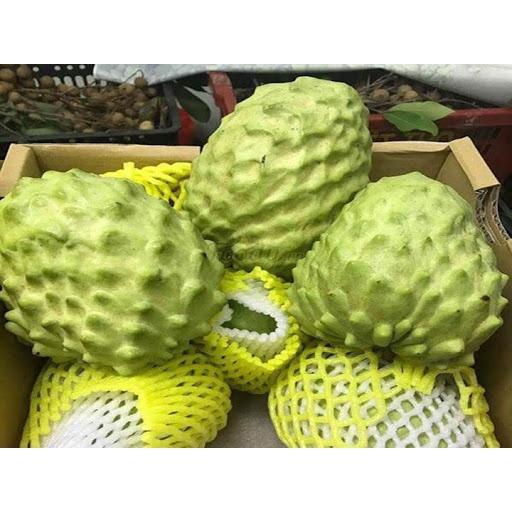 CÂY GIỐNG NA DỨA ĐÀI LOAN