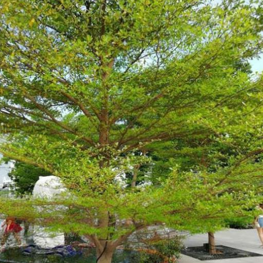 COMBO 10 CÂY GIỐNG BÀNG ĐÀI LOAN, CAM KẾT CHUẨN GIỐNG F1