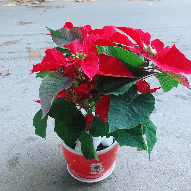 Chậu Cây Trạng Nguyên