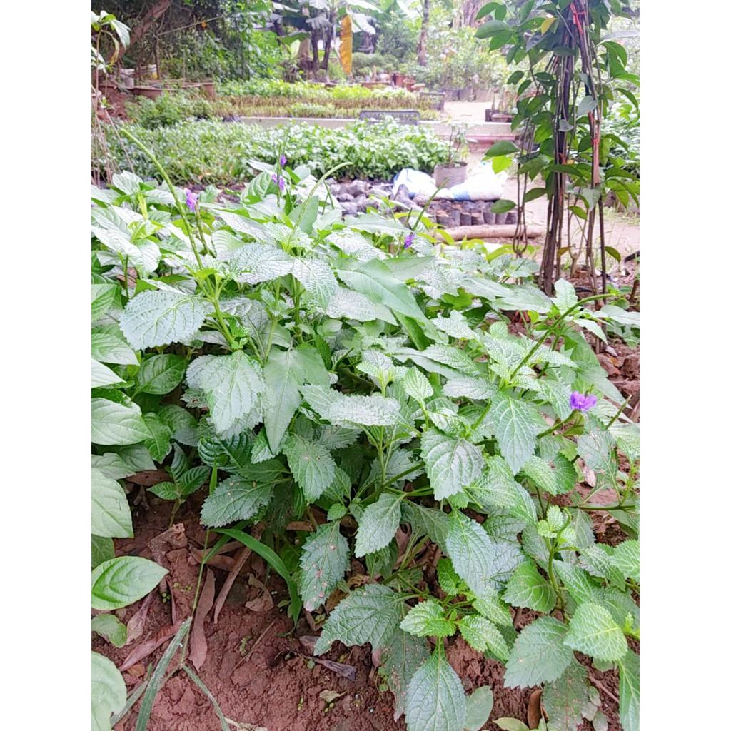 Cây Giống Cỏ Đuôi Chuột Hoa Tím