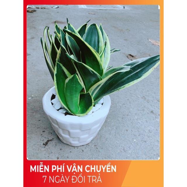 Chậu Lưỡi Hổ Thái