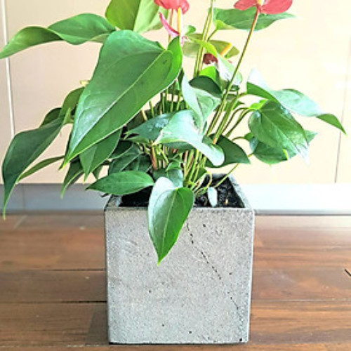 Chậu cây đá ong xám vuông 15x15x15cm trồng hoa hồng bi