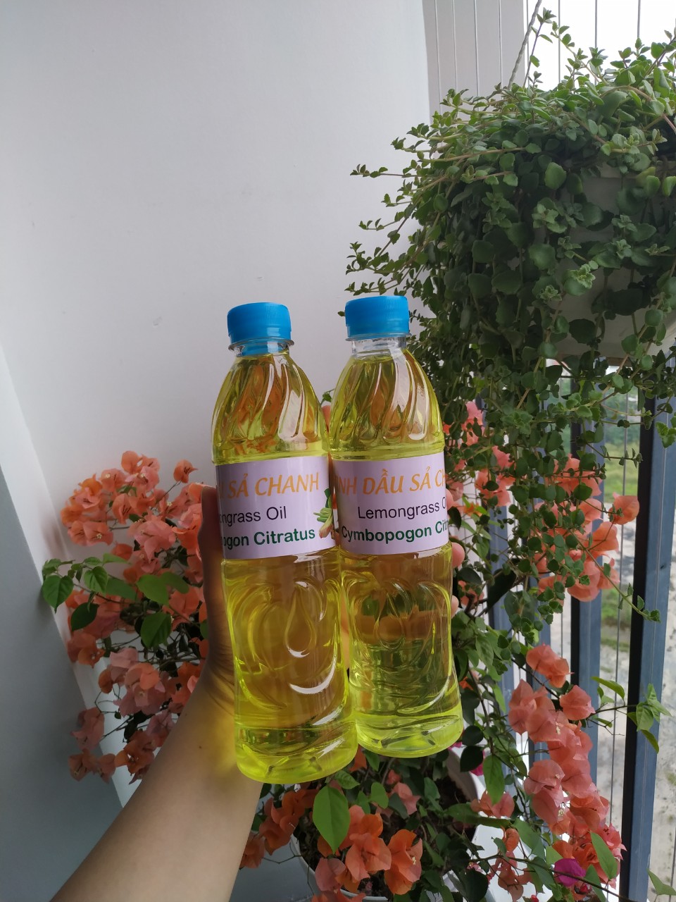 Tinh dầu sả chanh lau nhà, chai 500ml