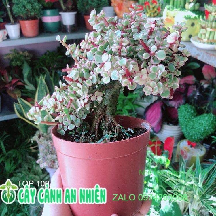Cành Vàng Lá Ngọc Thân Cổ Thụ
