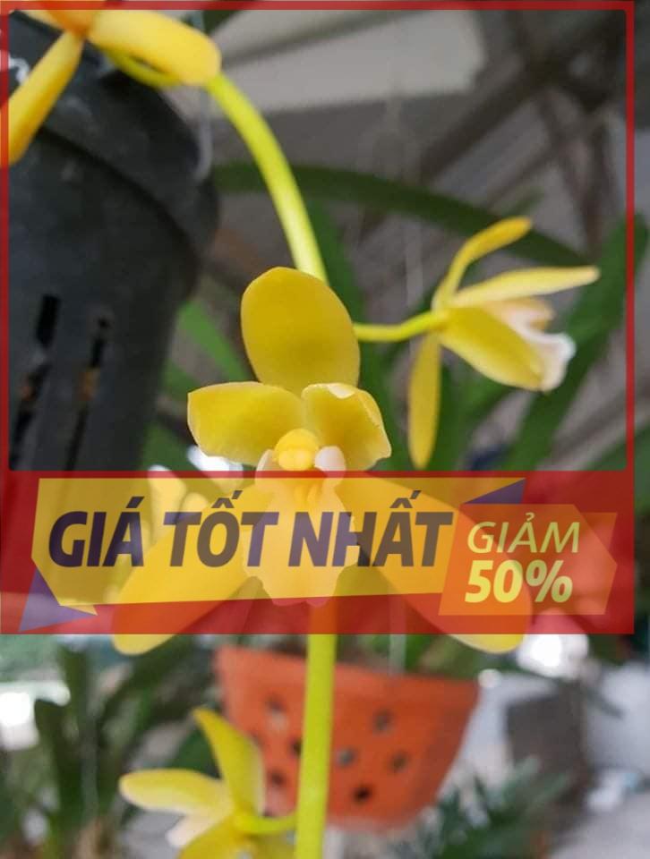 Hoa lan kiếm, Kiếm phan trí hàng giống