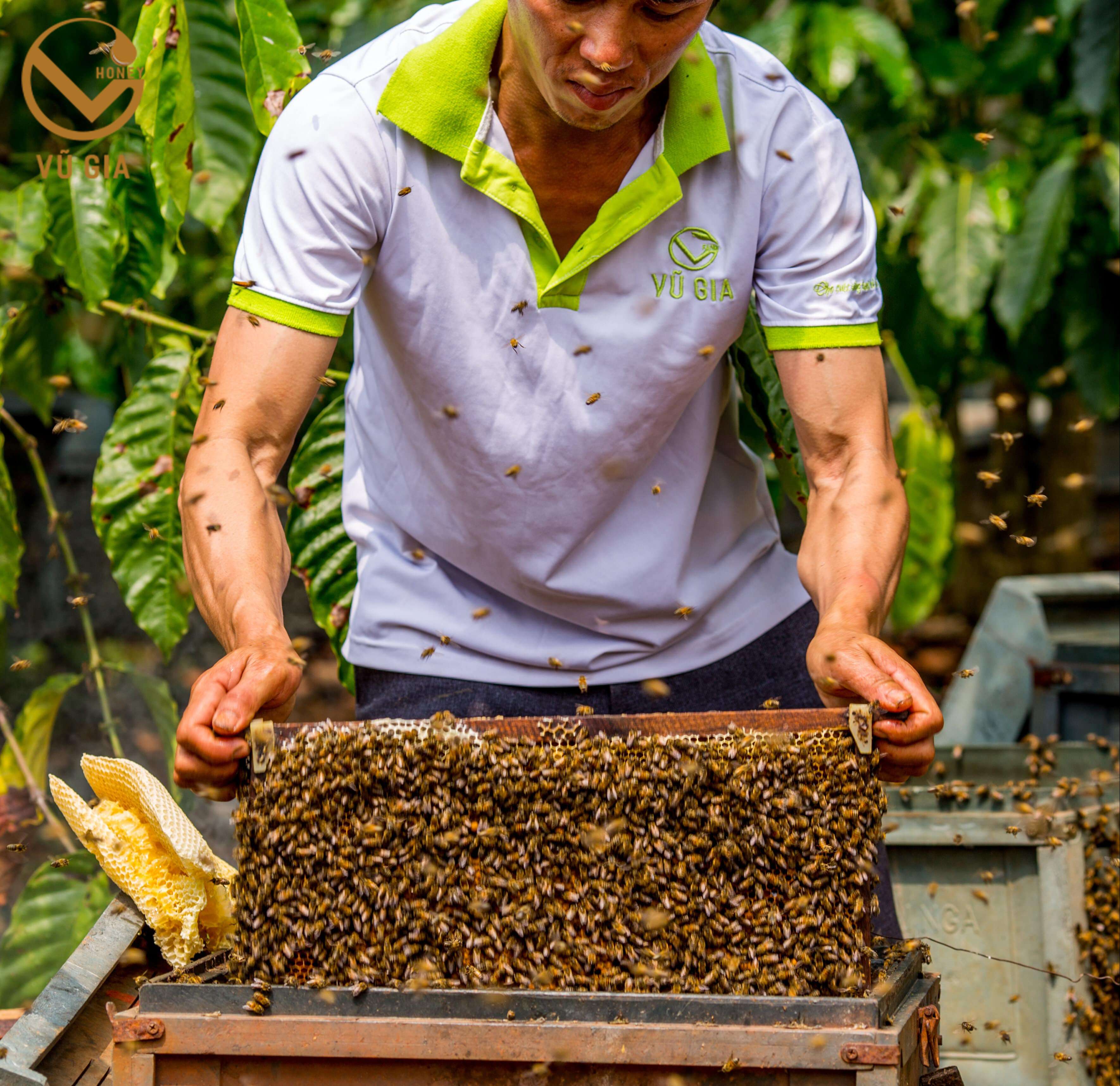 Mật Ong Hoa Nhãn Nguyên Chất VG Honey (200ml/hũ) - Tăng cường cải thiện sức đề kháng, hỗ trợ dạ dày tiêu hóa hiệu quả