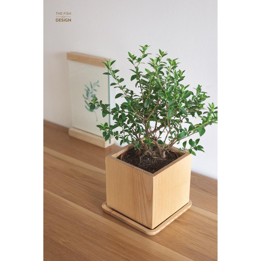 Chậu cây Bạch Tuyết Mai bonsai hợp nhất với người mệnh Kim, đại diện cho sức khỏe và sự trường thọ, đem đến sự phồn vinh, thịnh vượng | size L | The Fish Design