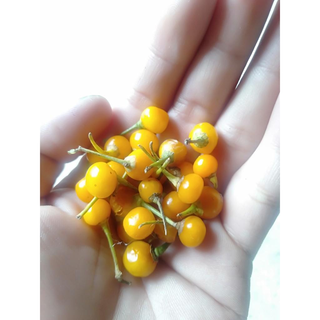 20 Hạt Giống Ớt Mắc Nhất Thế Giới Aji Charapita 570tr/kg Loại Ớt Ngon Và Đắt Nhất Thế Giới