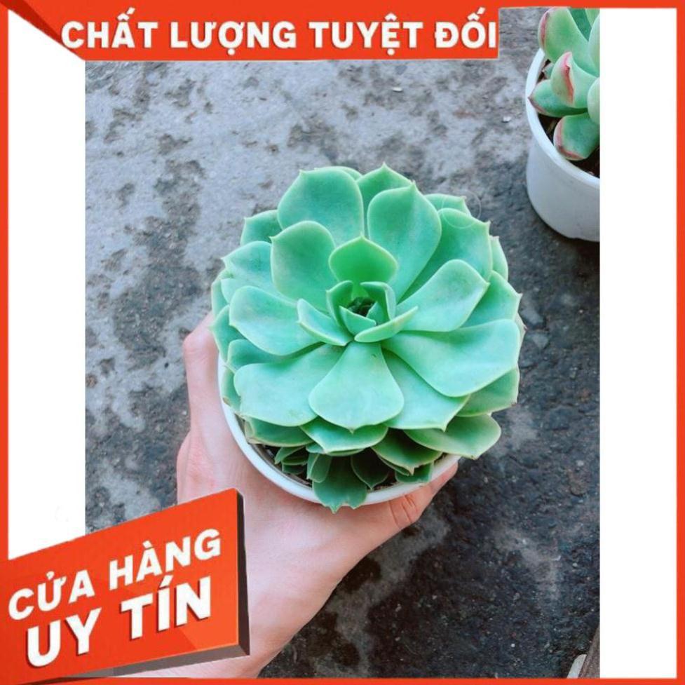 Chậu Sen Đá Xanh Đất Nhiều Người Mua