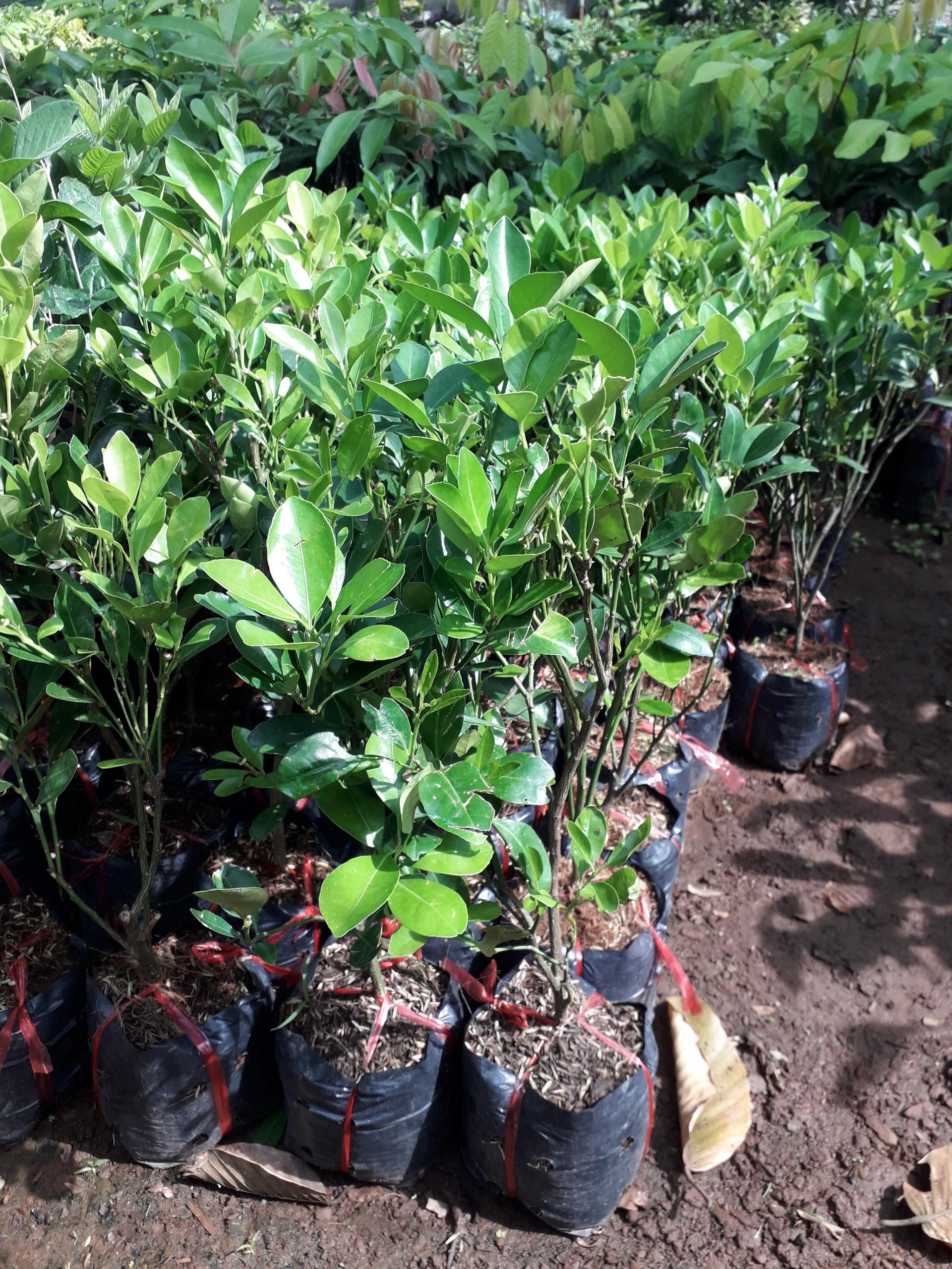 CÂY QUẤT GIỐNG.