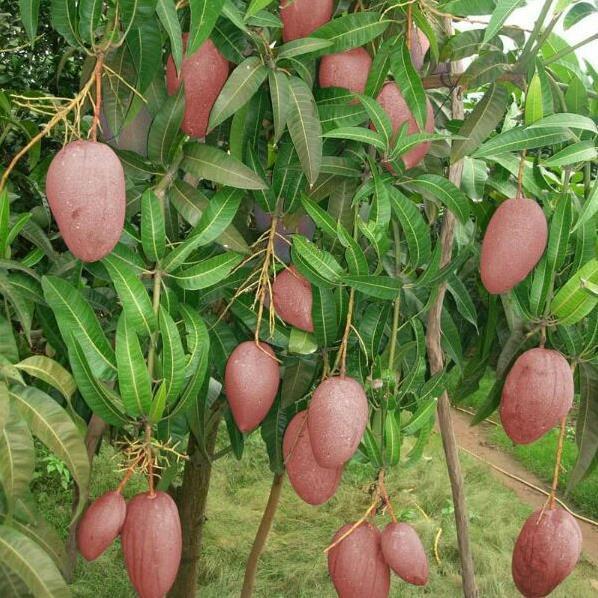 Giống xoài tím mã lai