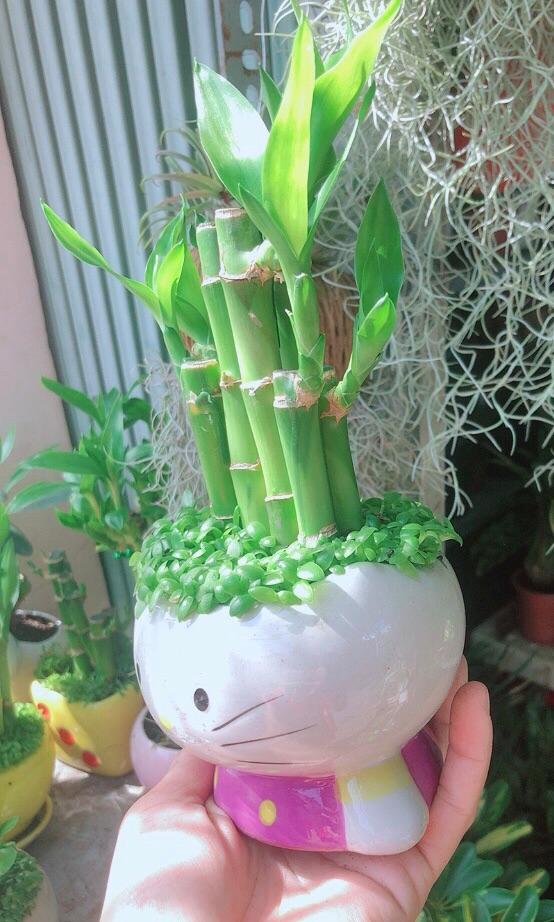 Chậu Trúc Phát Tài