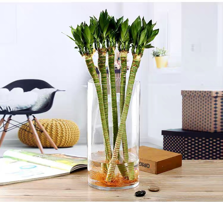 Bình Bông Lọ Hoa Thủy Tinh D10XH20Cm, Bình Hoa Trụ Tròn, Chậu trồng cây thủy sinh