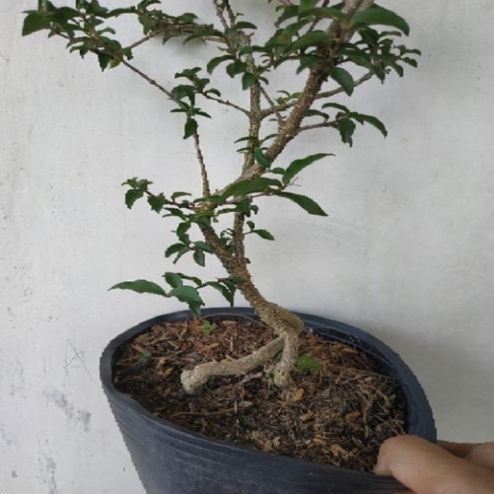 combo 2 bầu cây giống Hồng ngọc mai bonsai , cây giống gửi đi nguyên bầu