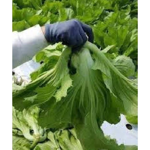 Hạt giống rau cải bẹ dưa cao sản - Gói 1kg