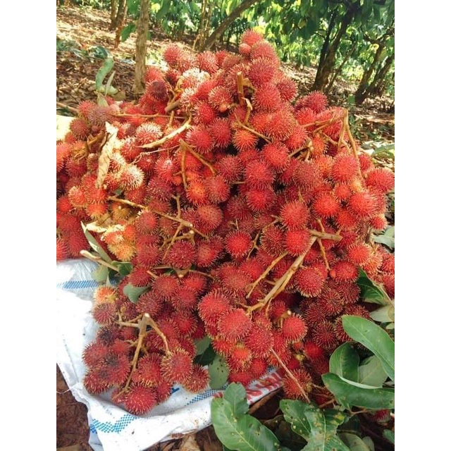 Cây giống Chôm Chôm Java