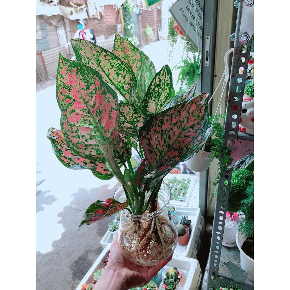 Chậu Vạn Lộc Thủy Sinh Đẹp