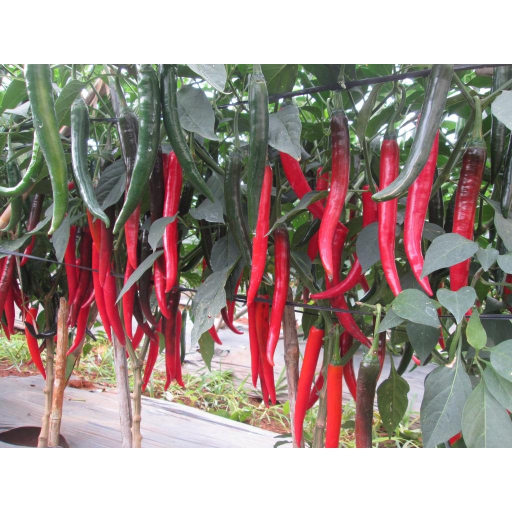 Hạt Giống Giống ớt chỉ địa lai F1 Agri Star 808