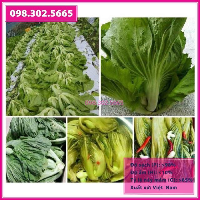 Hạt giống cải bẹ dưa cao sản