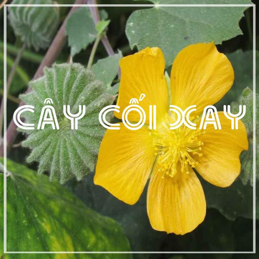 CÂY CỐI XAY khô sạch đóng gói 500gram