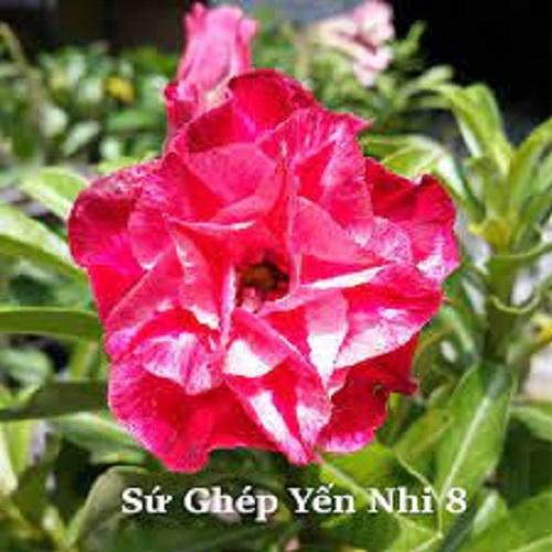Cây sứ thái kép " HỎA.CHÂU "- củ size to đại bự ,rễ quái thành hình, hàng tuyển loại 1
