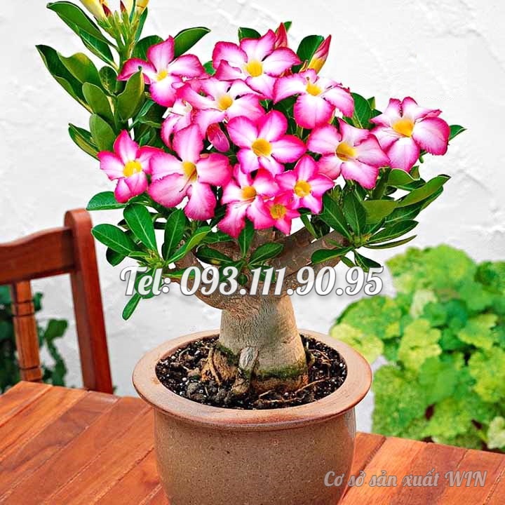 Hạt giống hoa sứ Bonsai cánh hồng - Bịch 10 hạt – Mã số 1044